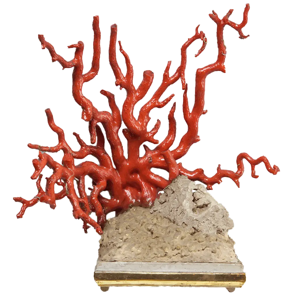 korallen.png