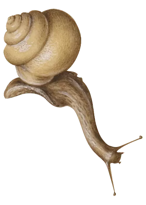 schnecke-min.png