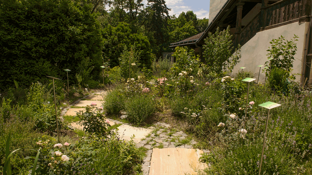 24_Paradies-_Arzneimittelgarten_Ambras.png