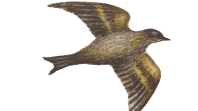 liebesgeschichte-vogel1-min.png