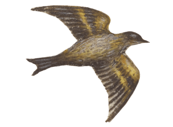 liebesgeschichte-vogel1-min.png