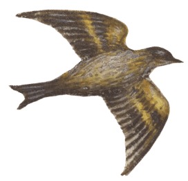 liebesgeschichte-vogel1-min.png