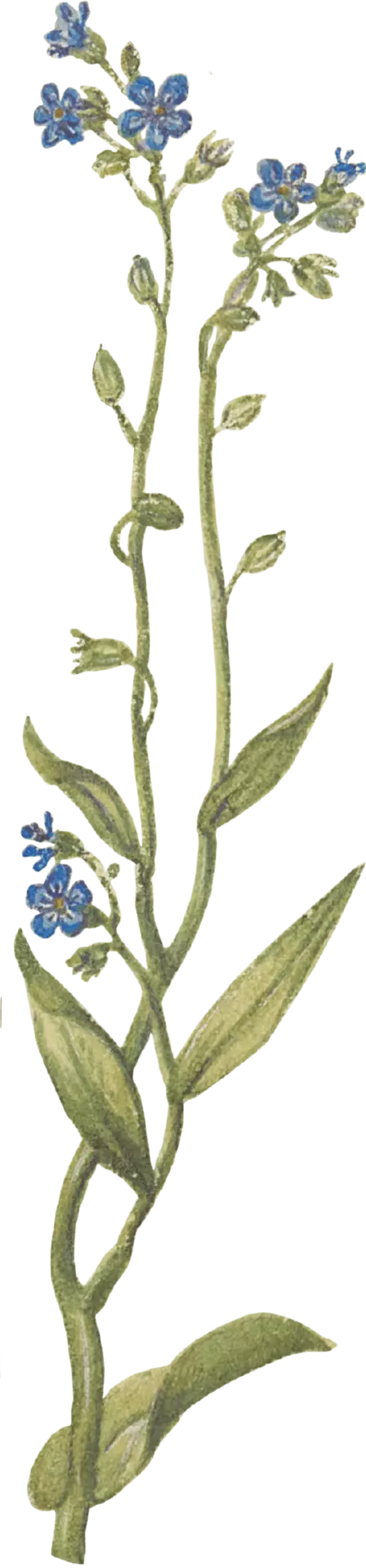 blume-min.png