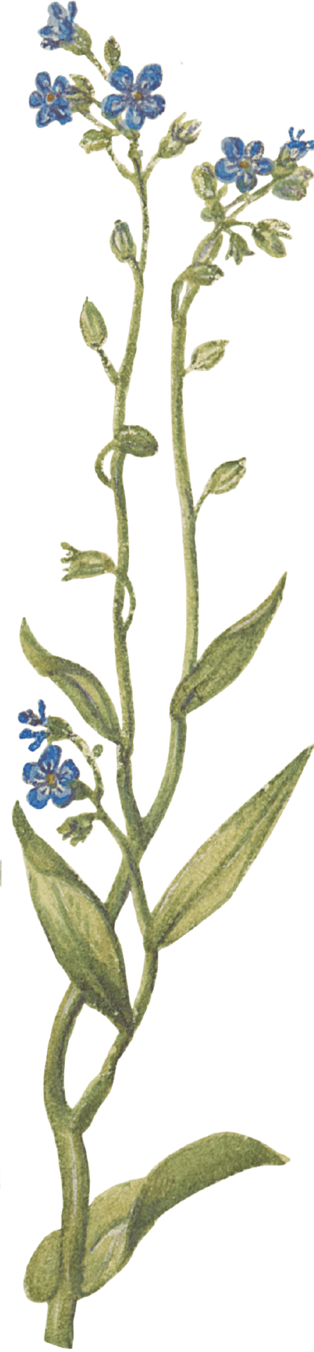 blume-min.png