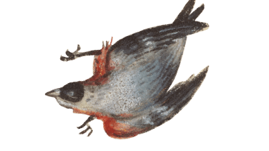 vogel10-min.png