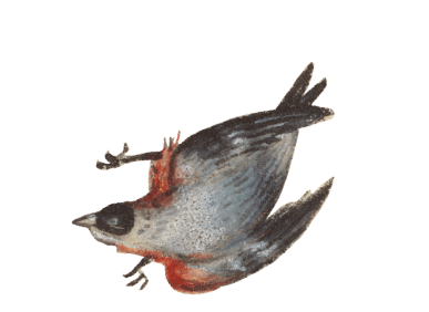 vogel10-min.png