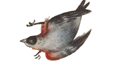 vogel10-min.png