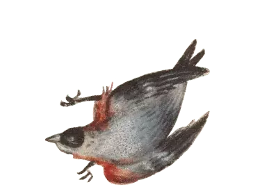 vogel10-min.png