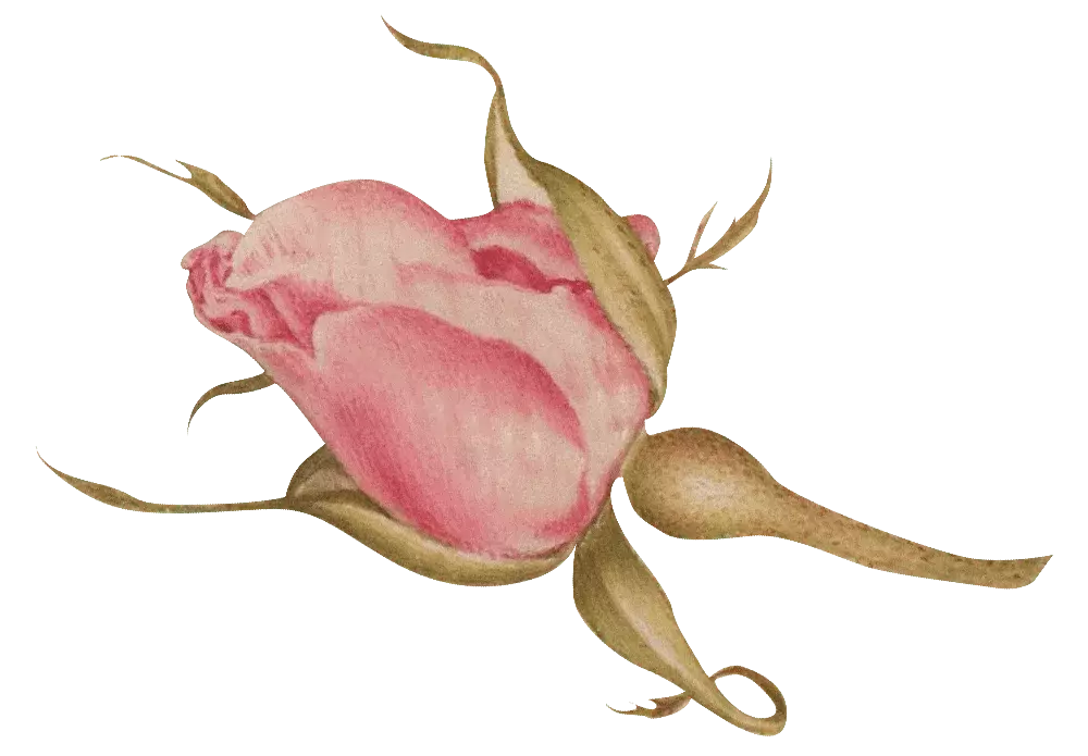 rose-min.png
