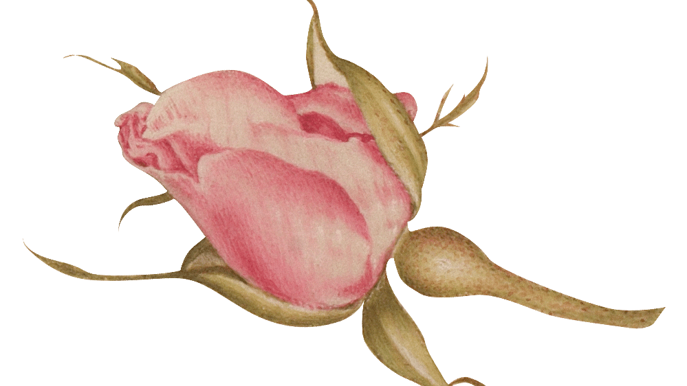 rose-min.png