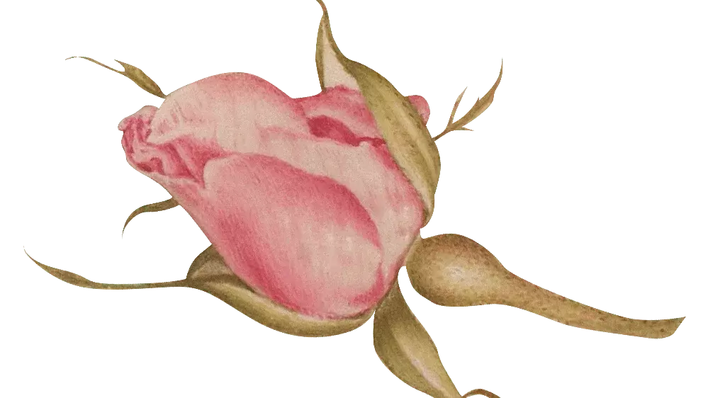 rose-min.png