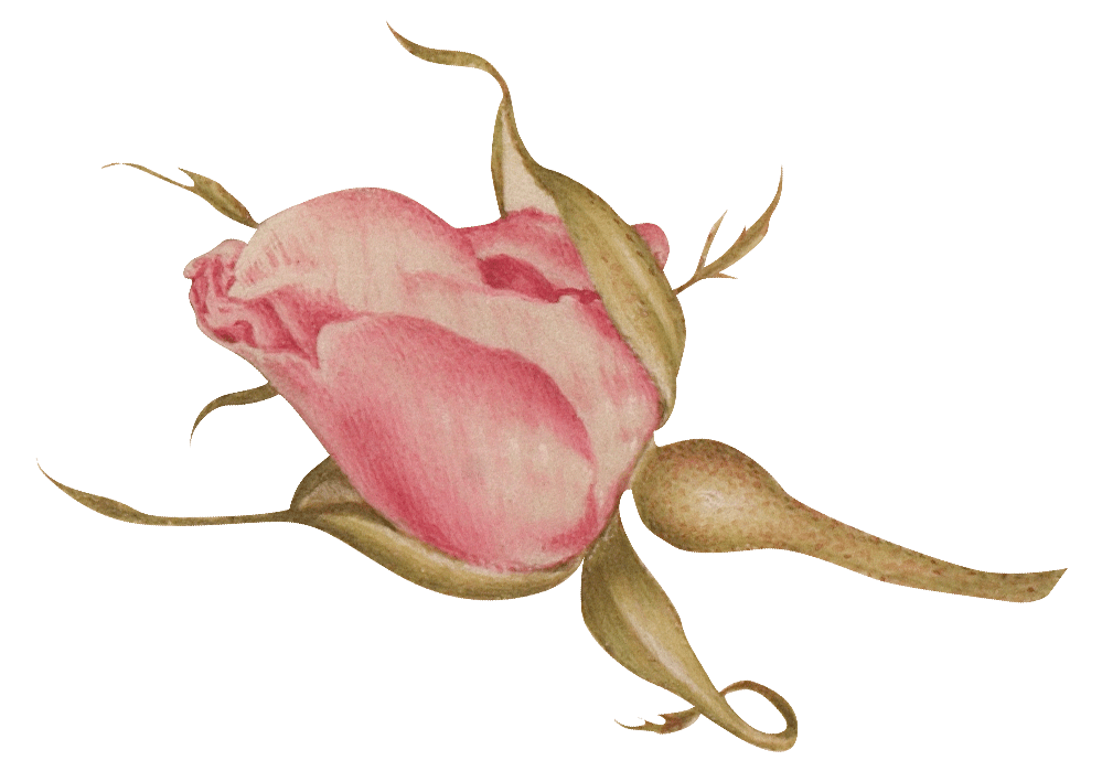 rose-min.png