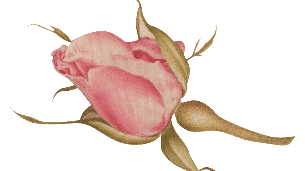 rose-min.png