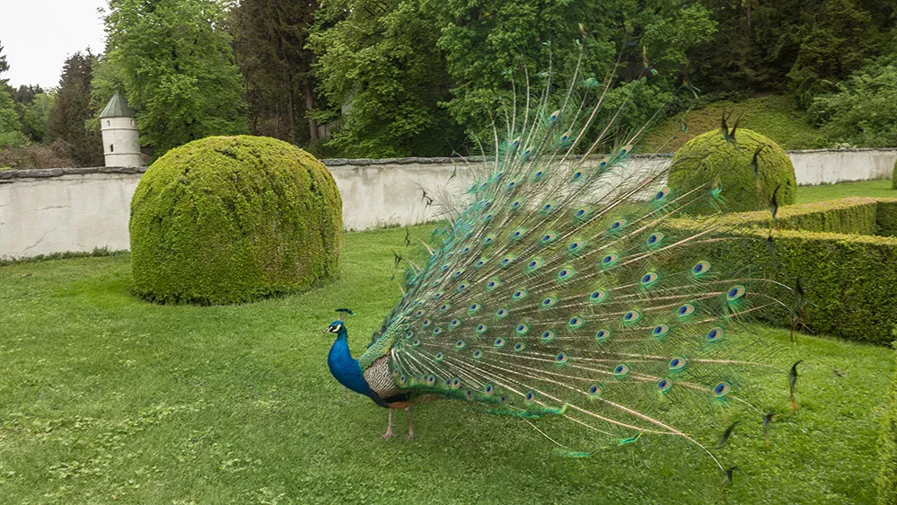 Pfau_Ambras_2014_20.jpeg