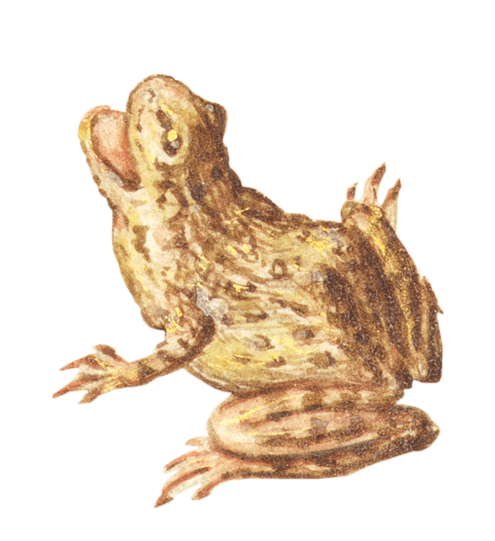 frosch-2-min.png