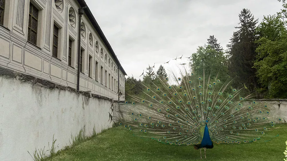 Pfau_Ambras_2014_16.jpeg