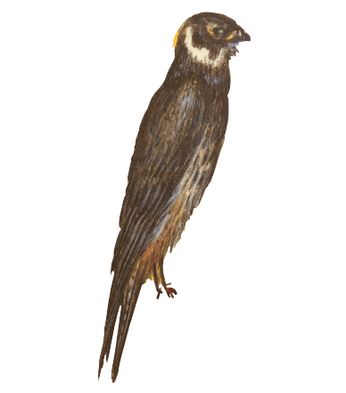 vogel8-min.png
