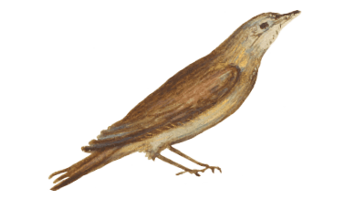 vogel9-min.png