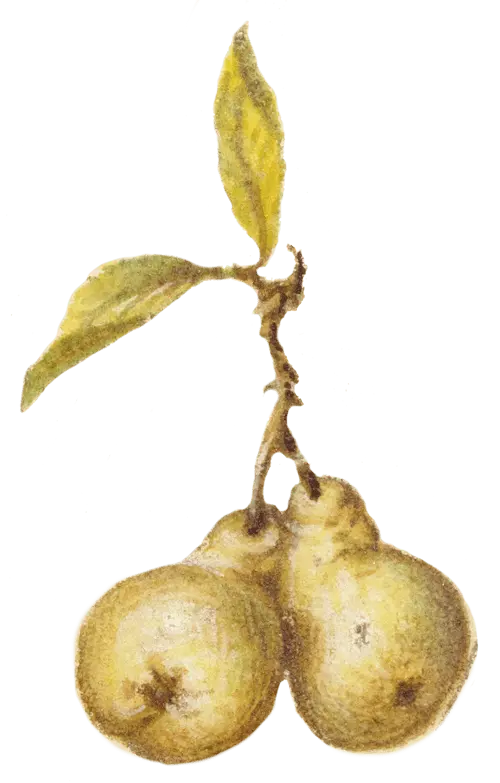 birnen-min.png