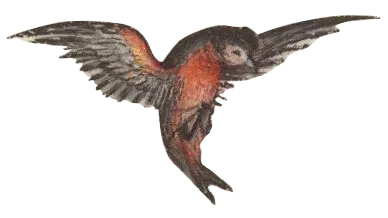 vogel3-min.png
