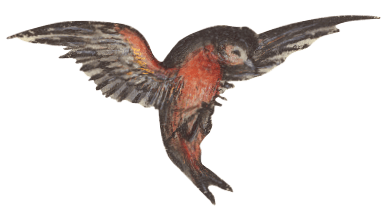 vogel3-min.png