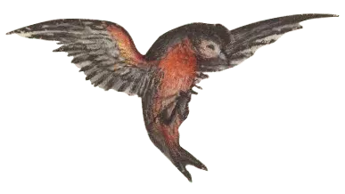 vogel3-min.png