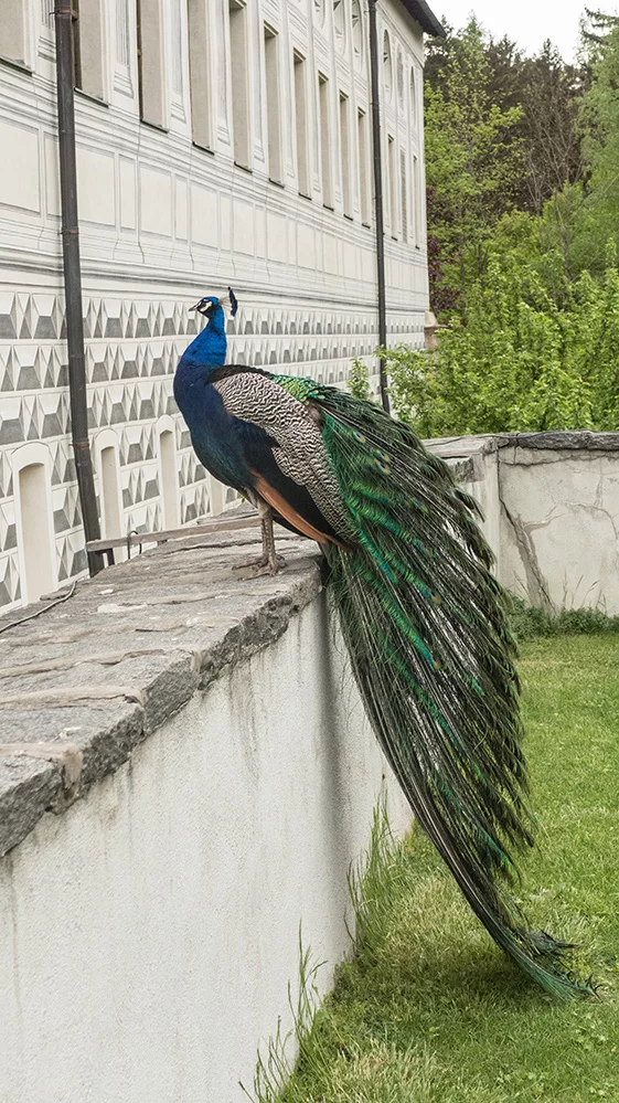 Pfau_Ambras_2014_12.jpeg