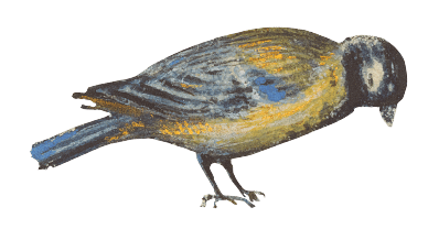 vogel5-min.png