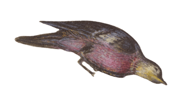 vogel6-min.png