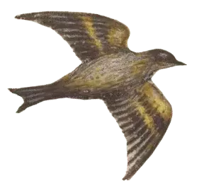 vogel1-min.png
