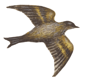 vogel1-min.png